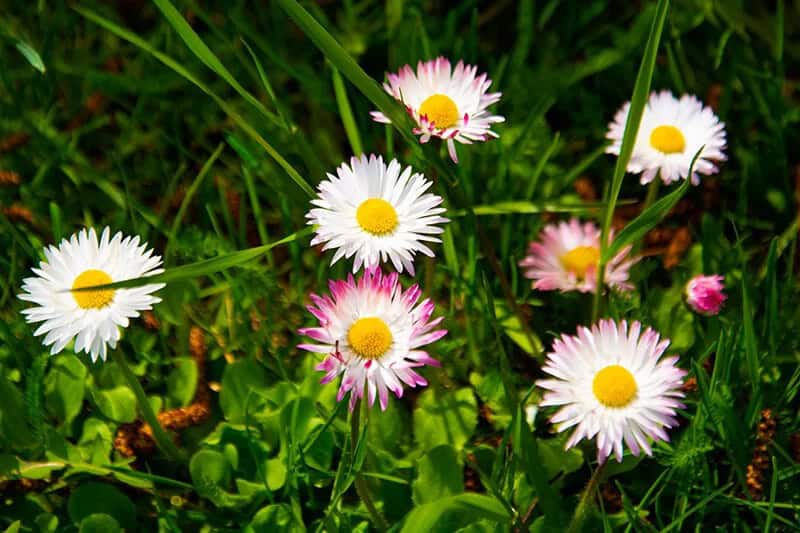 Oxeye Daisy (Leucanthemum Vulgare)