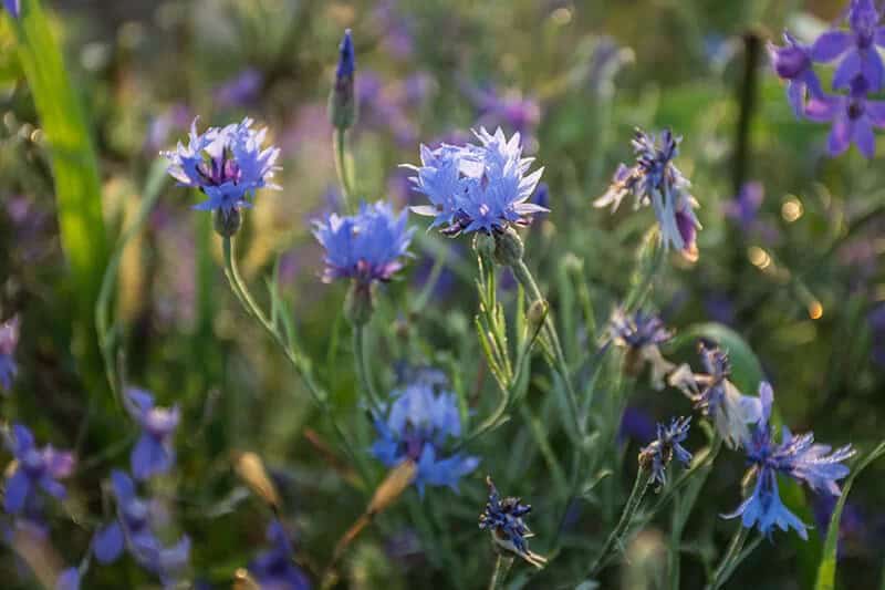 Bachelor’s Button (Centaurea Cyanus)