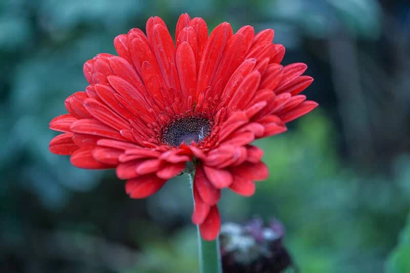 Hilton Daisy (Gerbera Aurantiaca)