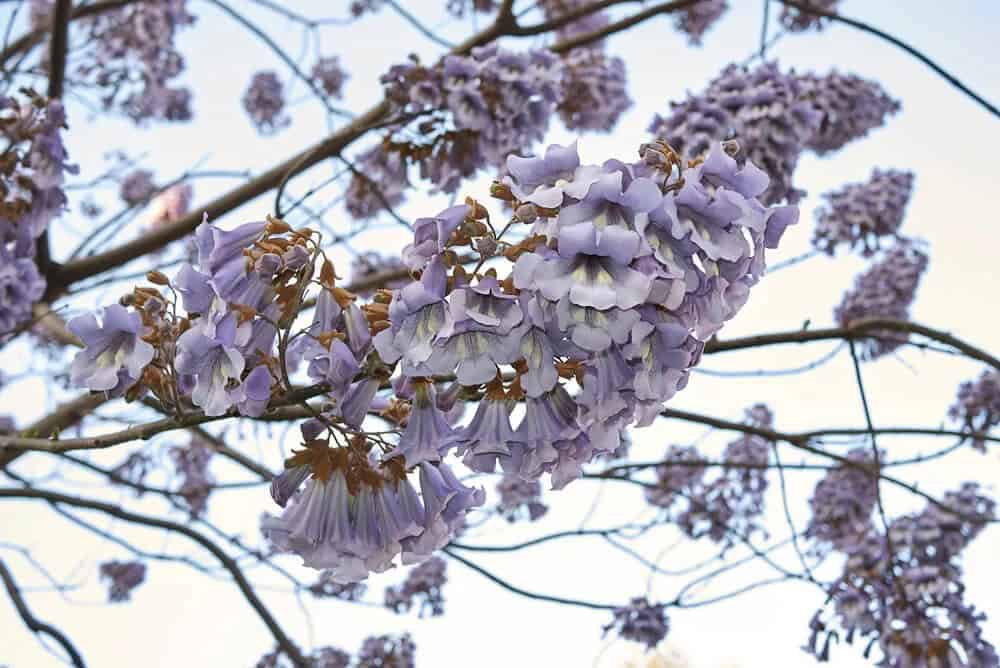 Royal Empress Tree (Paulownia Tomentosa)