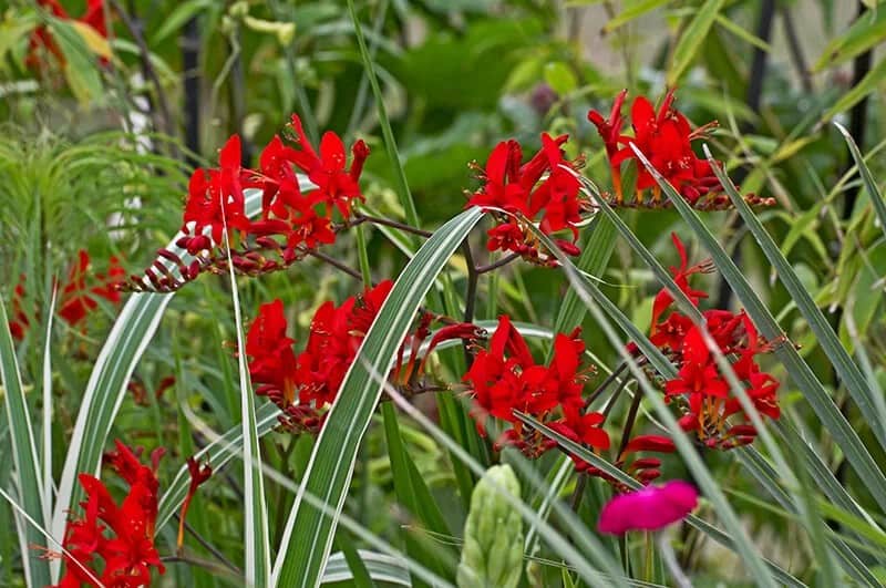 Sword Lily (Crocosmia Crocosmiiflora Lucifer)