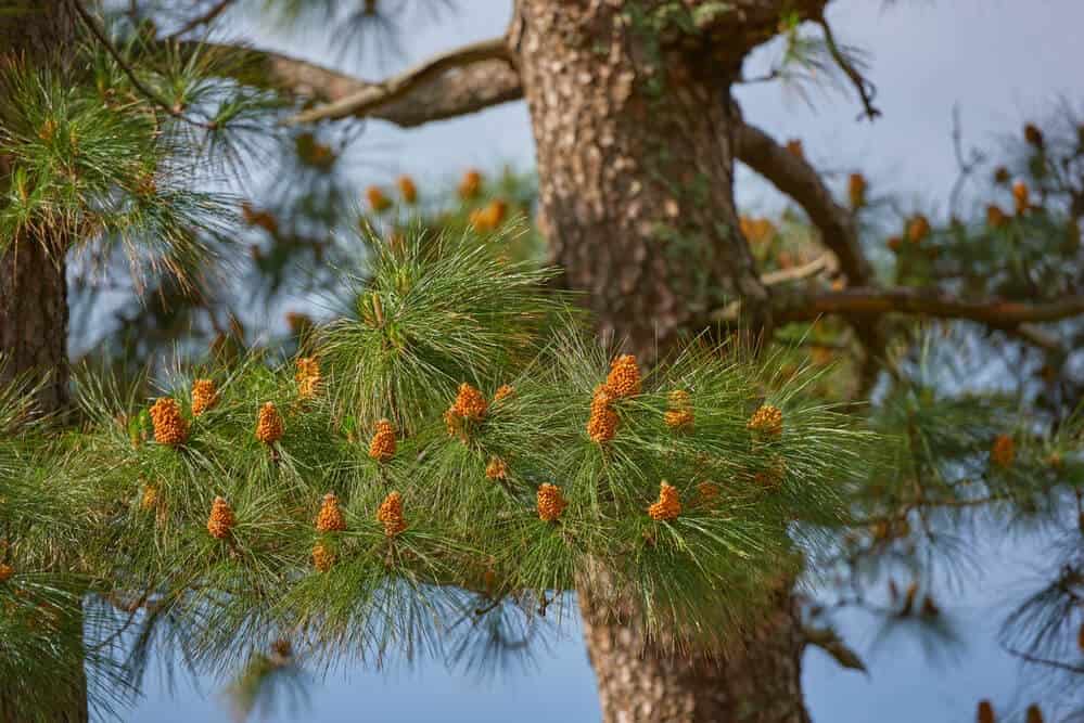 Chinese Red Pine (Pinus tabuliformis)