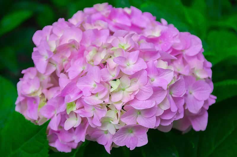 Hydrangea (Hydrangea Arborescens)