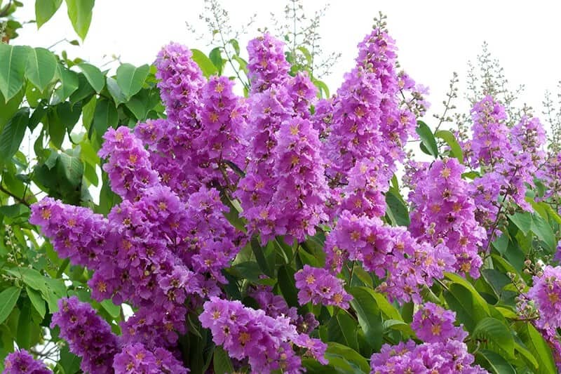 Crape Myrtle (Lagerstroemia Indica)