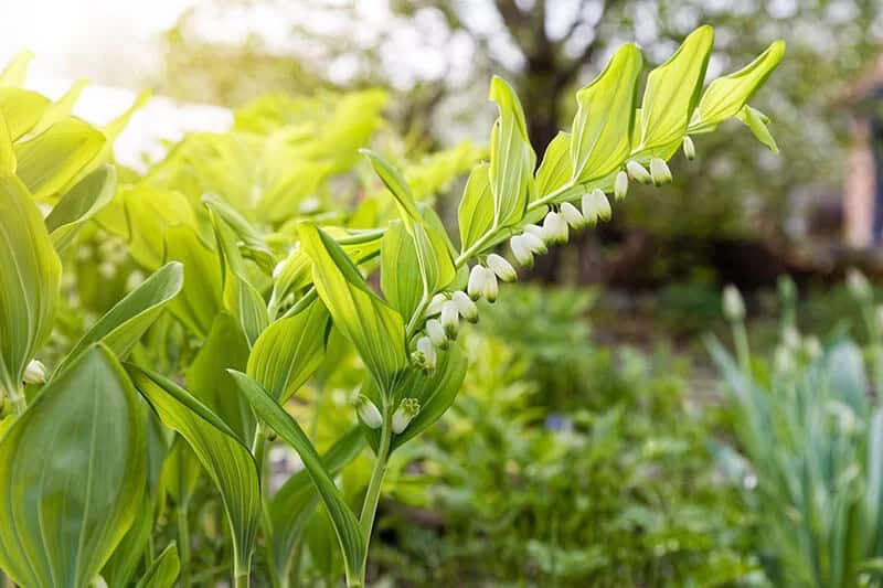 Solomon’s Seal (Polygonatum Biflorum)