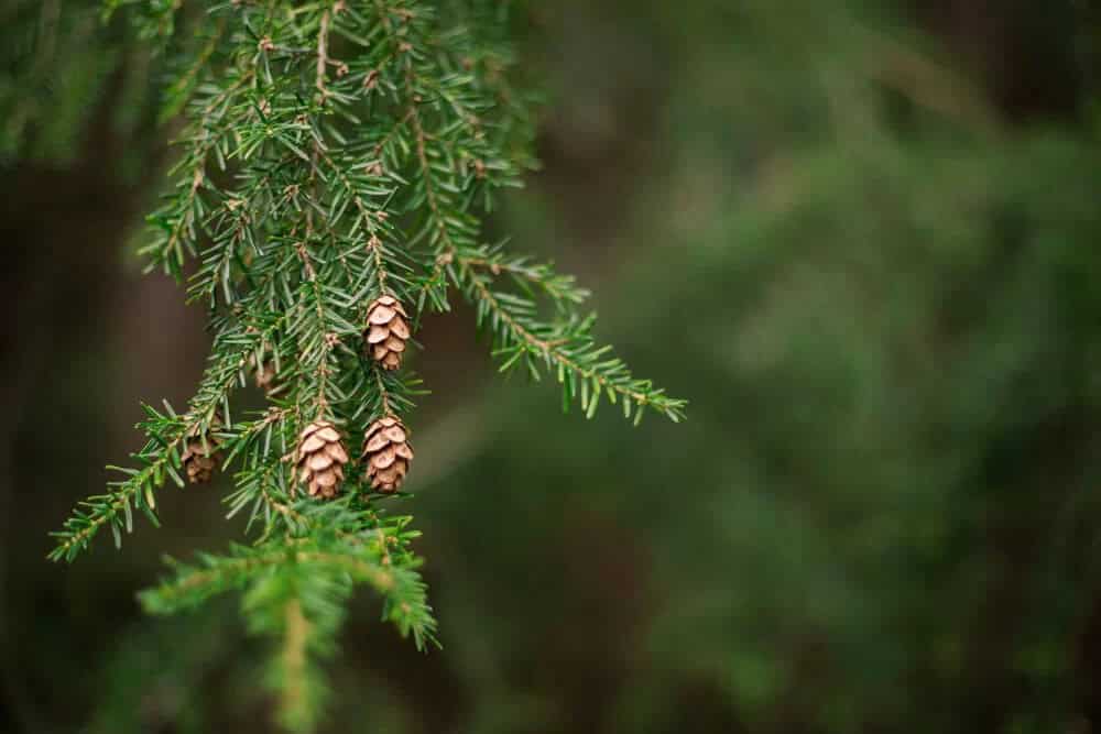 Canadian Hemlock (Tsuga canadensis)