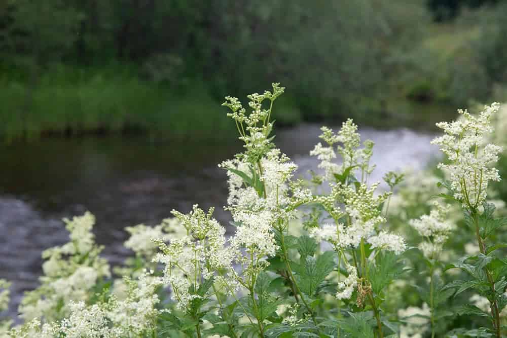 Meadowsweet (Filipendula ulmaria)