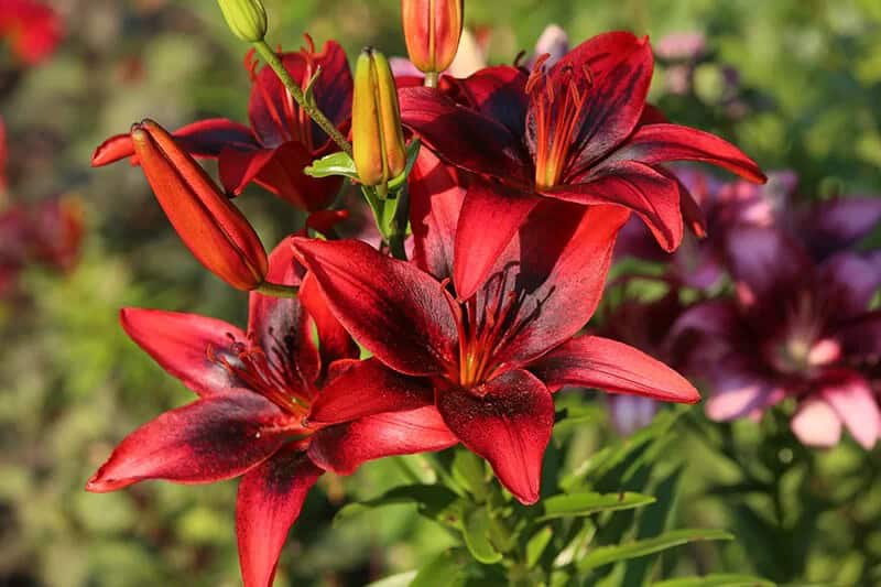 Lilium ‘Forza Red’