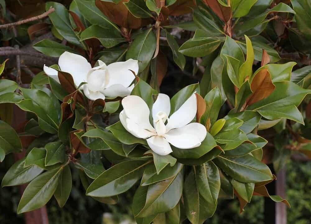 Magnolia (Magnolia grandiflora)