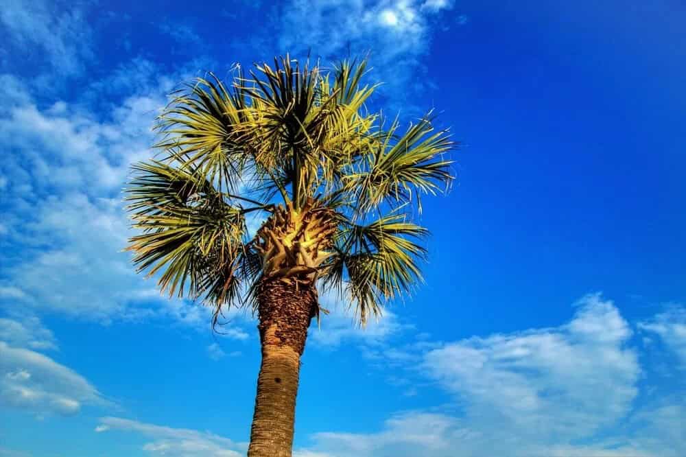 Types of Palm Trees: Palmetto (Sabal palmetto)