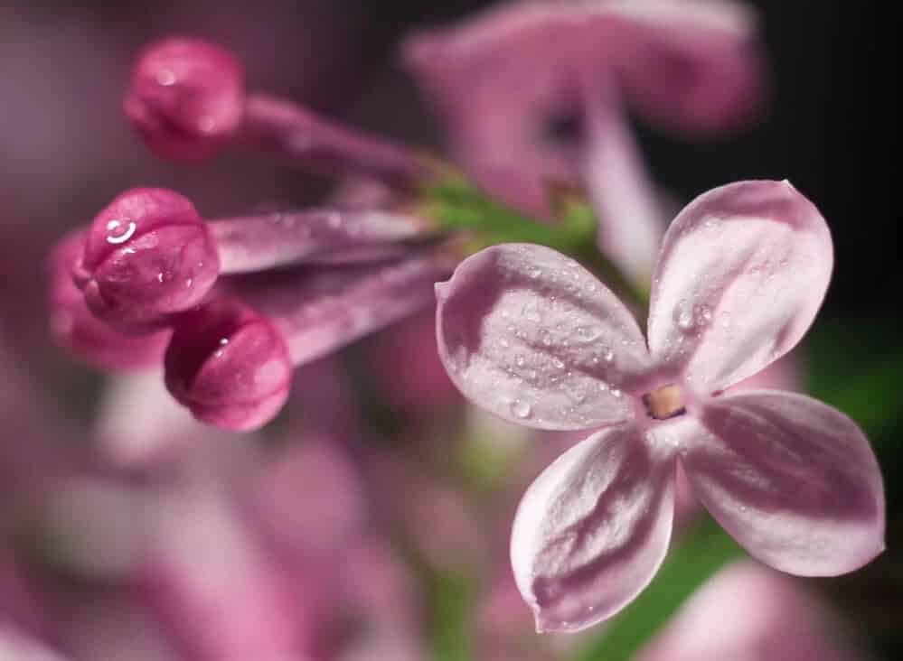 Fragrant Lilac (Syringa vulgaris)