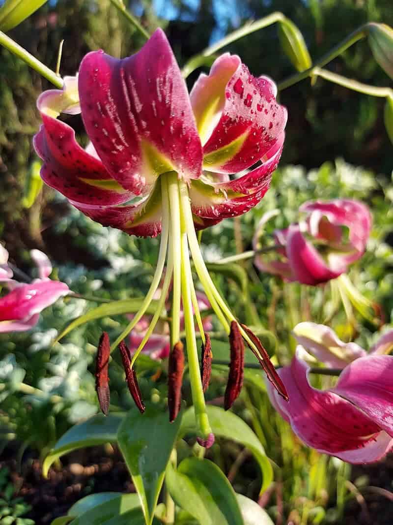 Lilium Black Beauty