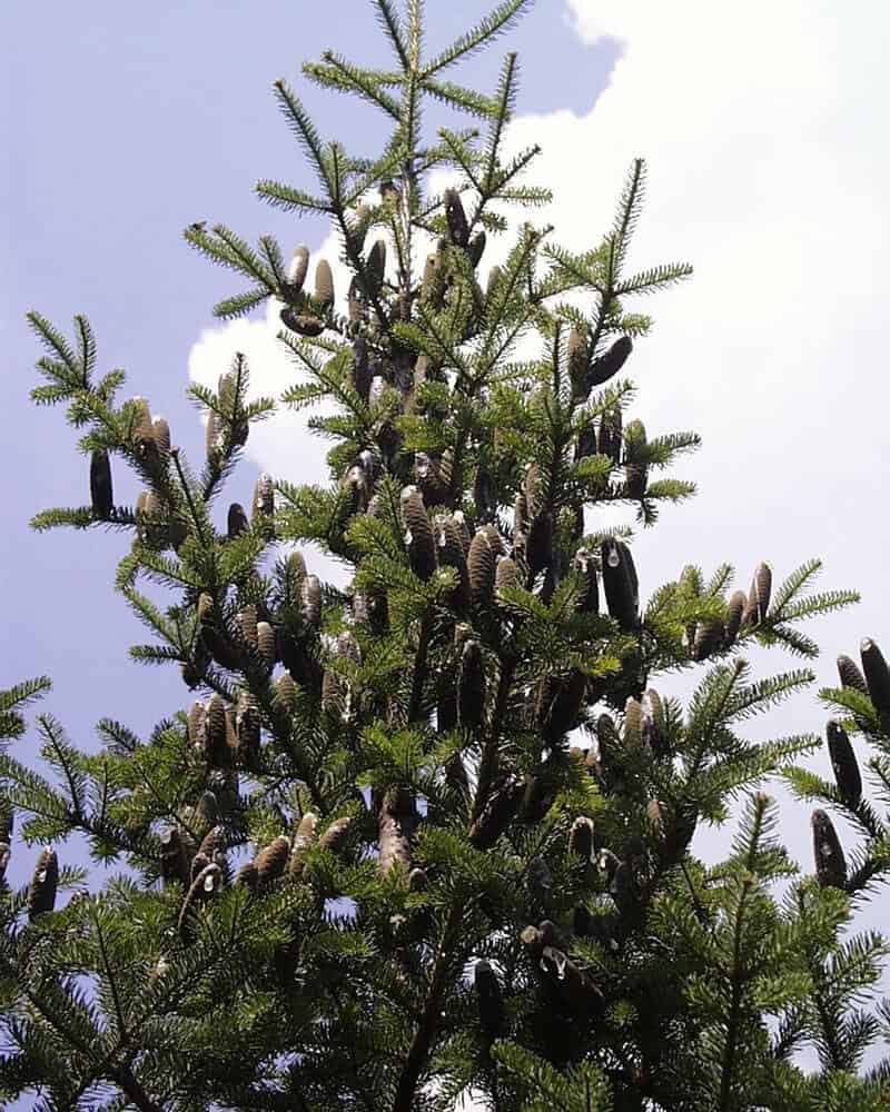 The Balsam Fir Trees (Abies Balsamea)