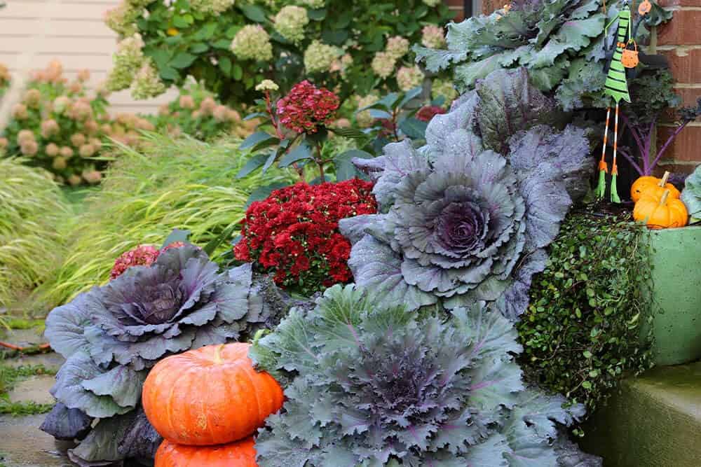 Ornamental Cabbage and Kale (Brassica oleracea)