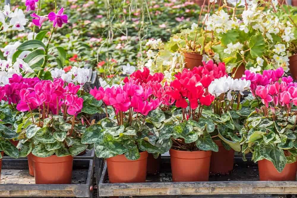 Hardy Cyclamen (Cyclamen Hederifolium)