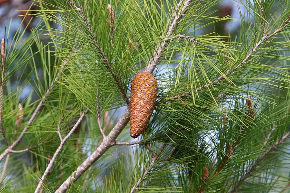 Lebanese Cedar (Cedrus libani)