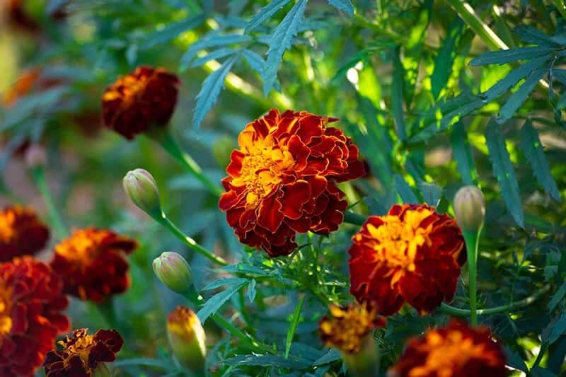 French Marigold (Tagetes Patula)