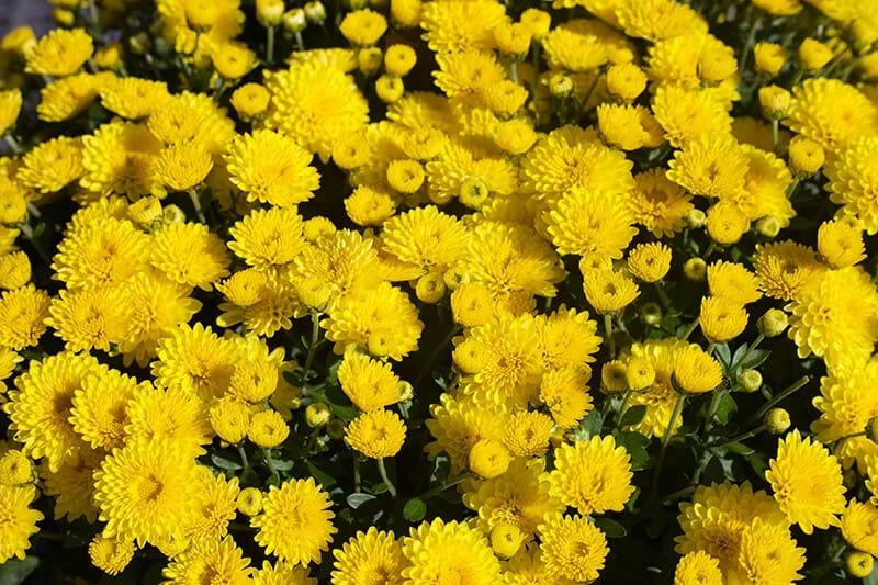 Indian Chrysanthemum (Chrysanthemum Indicum)