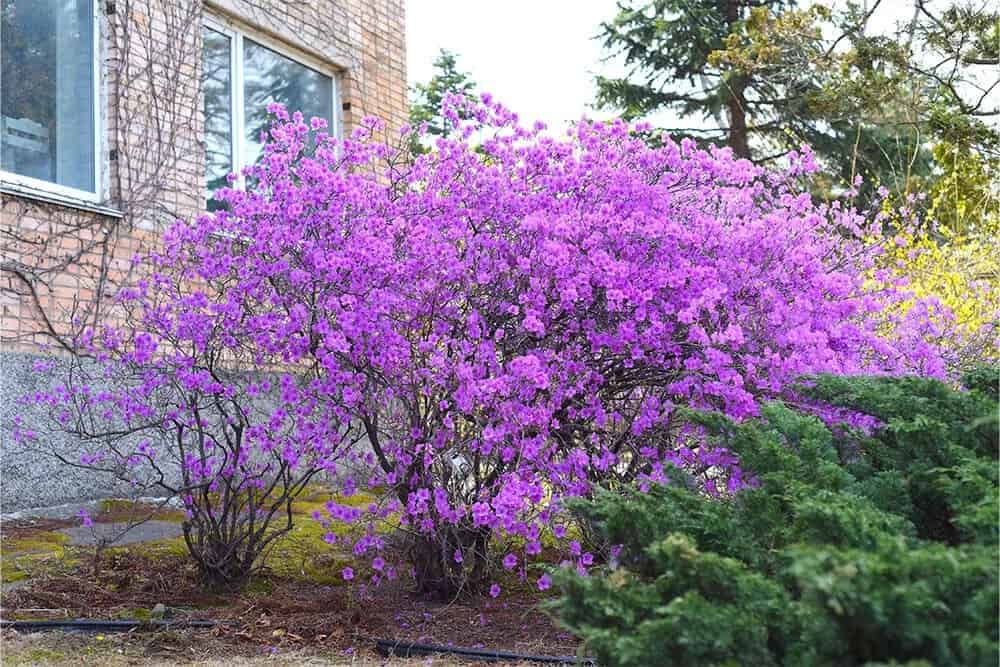 Korean Rhododendron (Rhododendron mucronulatum)