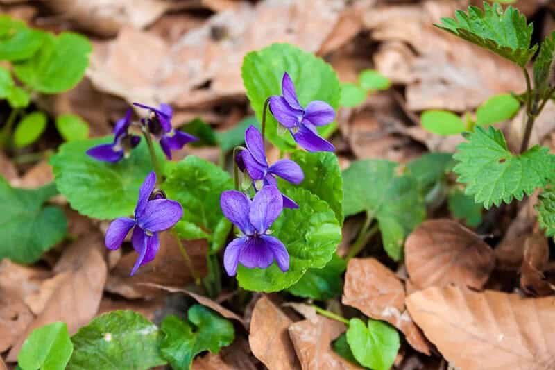 Wood Violet (Viola Pedata)