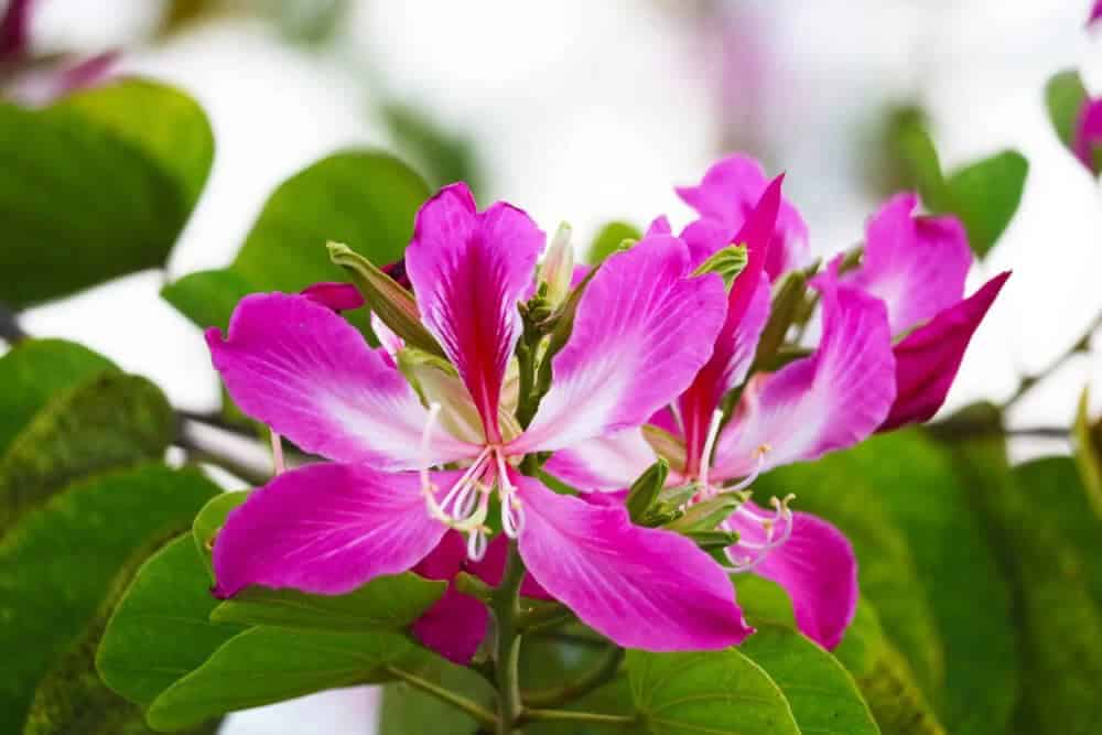 Bauhinia blakeana (Hong Kong Orchid)