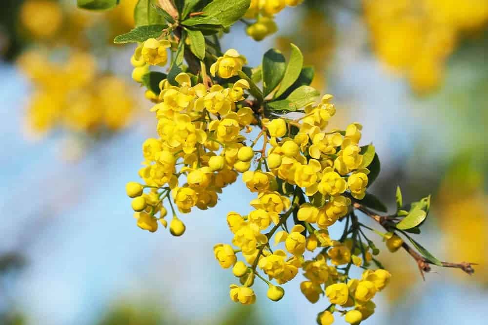 Oregon Grape (Berberis aquifolia)