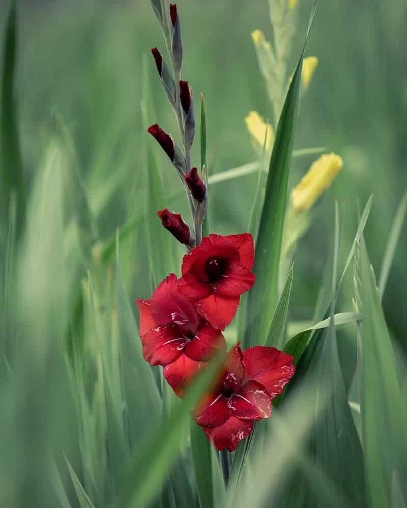 Black Beauty Gladiolus (Gladiolus x Hortulanus ‘Black Beauty’)