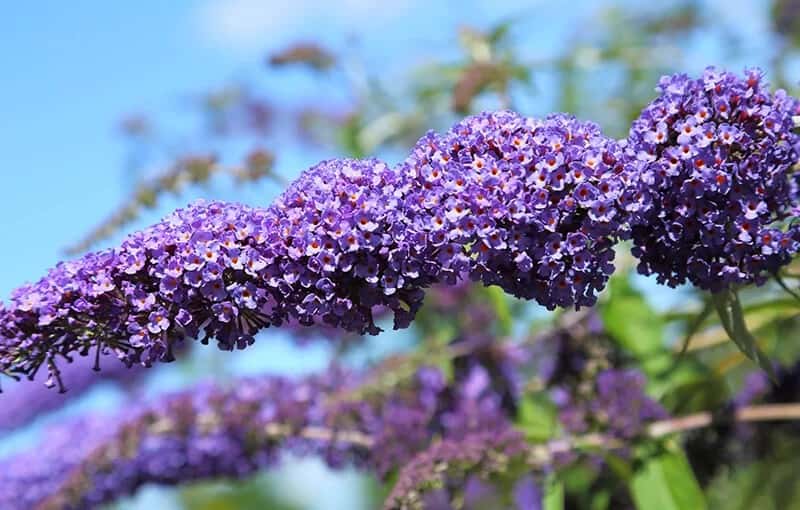 Butterfly Bush (Buddleia Davidii)