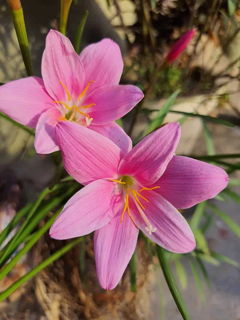 Pink Rain Lily (Zephyranthes robusta Pink)