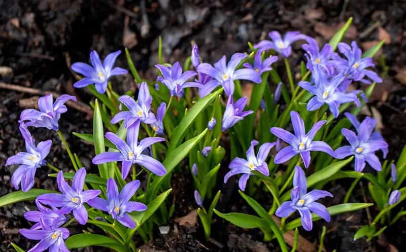 Glory of the Snow (Chionodoxa Forbesii)