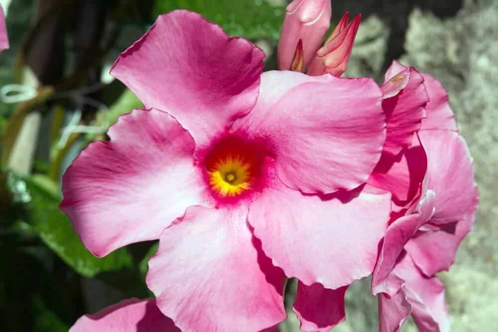 Rocktrumpet (Mandevilla)