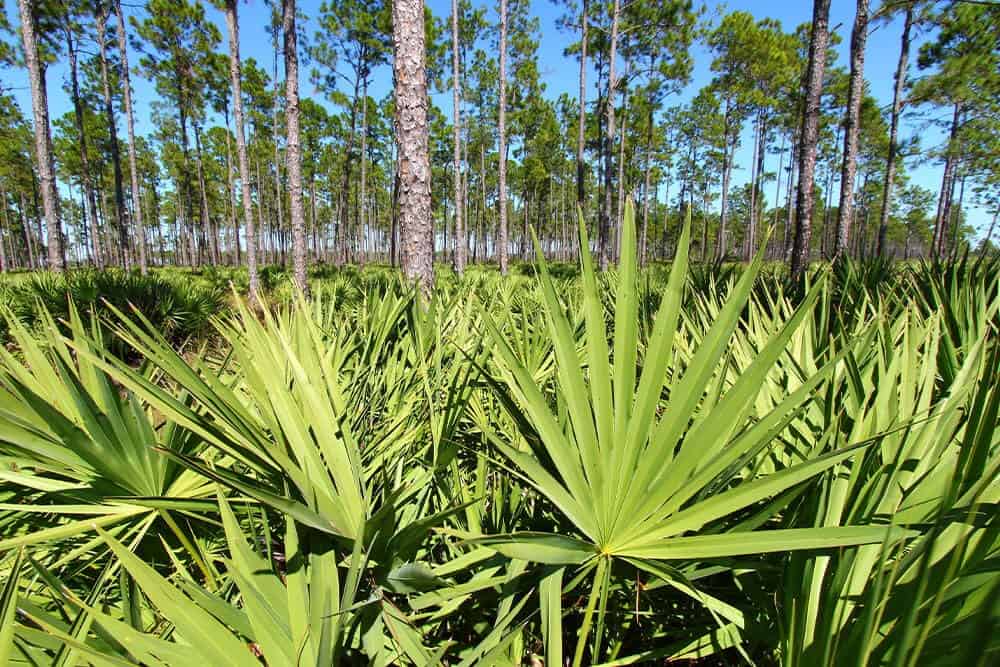 Palmetto (Sabal palmetto)