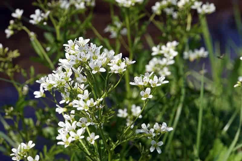 Starflower (Cardamine concatenate)