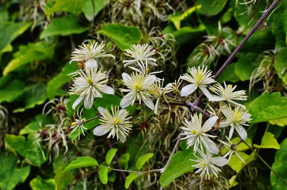 Woodbine (Clematis virginiana)