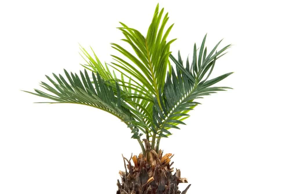 Dwarf Majesty Palm (Ravenea hildebrandtii)