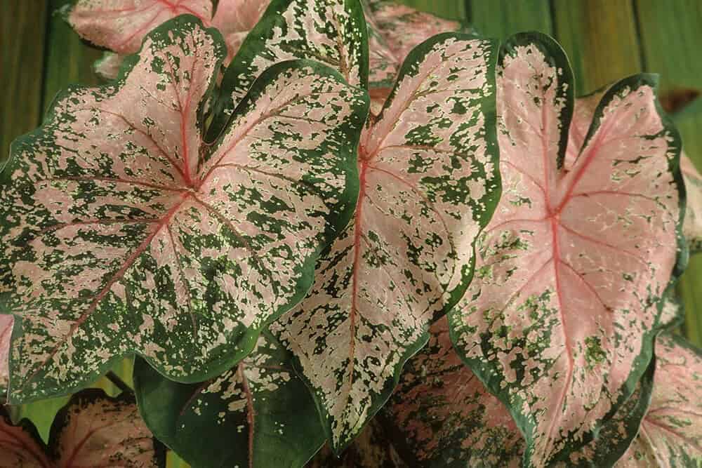 Caladium (Caladium bicolor)