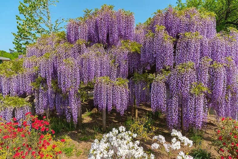 Japanese Wisteria (Wisteria Floribunda ‘Multijuga’)