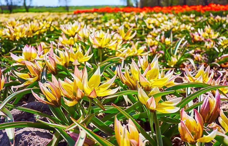 Late Tulip (Tulipa Tarda)