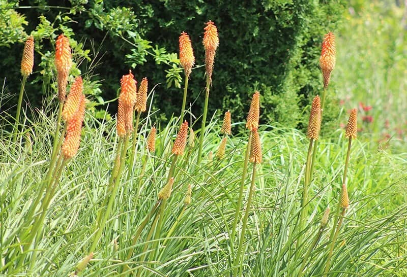 Red Hot Poker (Kniphofia)