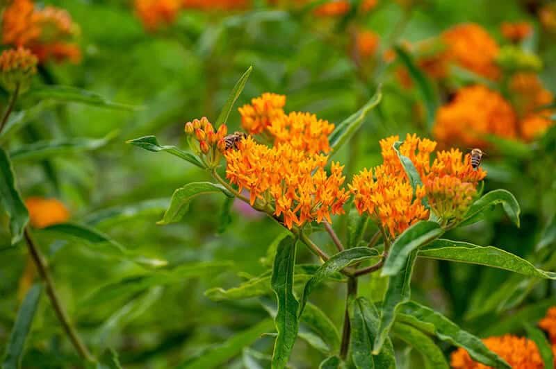 Butterfly Weed (Asclepias Tuberosa)