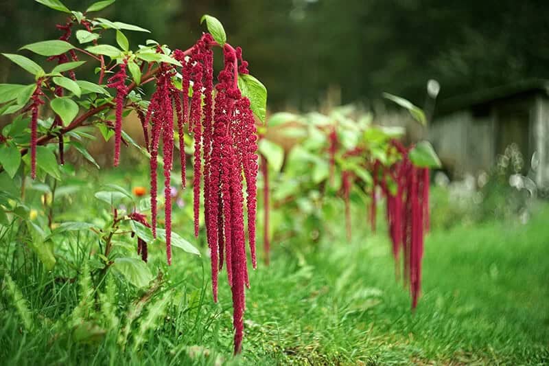 Love-Lies-Bleeding (Amaranthus Caudatus)