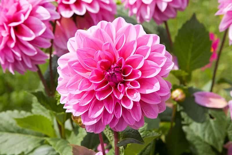 Dahlias (Dahlia)