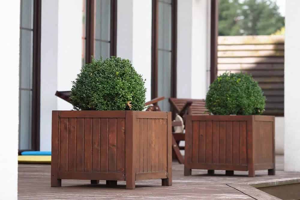 Boxwood (Buxus)