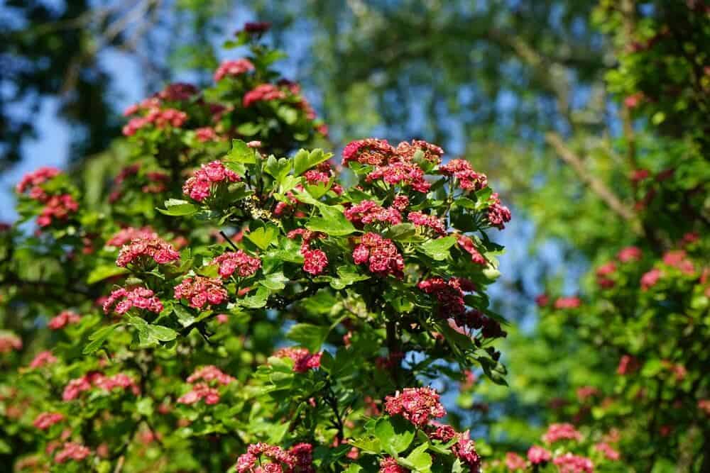 Crataegus laevigata ‘Paul’s Scarlet’ (English Hawthorn)