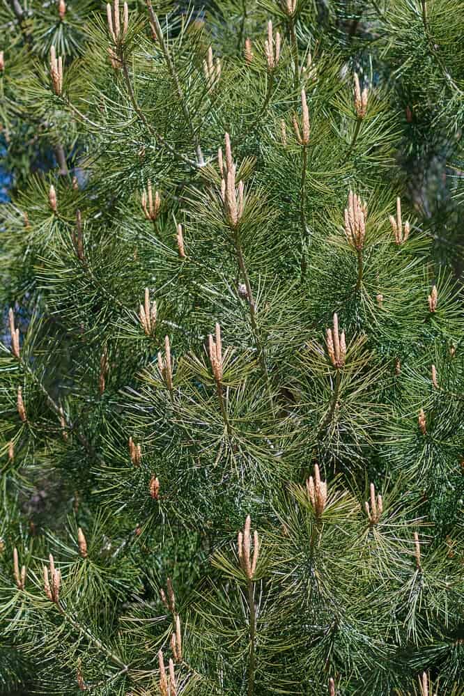 Single Leaf Pinyon Pine (Pinus monophylla)