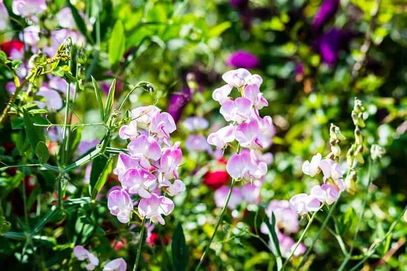 Sweet Pea (Lathyrus odoratus)