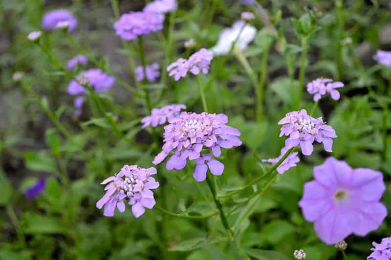 Candytuft (Iberis Pruitii)