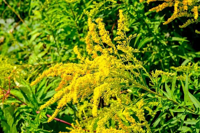 Goldenrod (Scientific Name: Solidago)