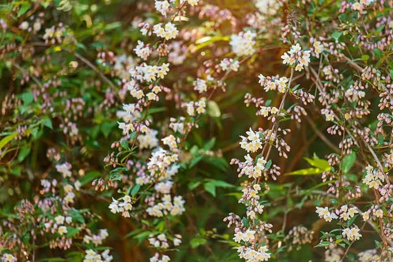 White Forsythia (Abeliophyllum Distichum)