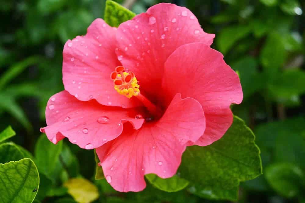 Hibiscus (Hibiscus rosa-sinensis)